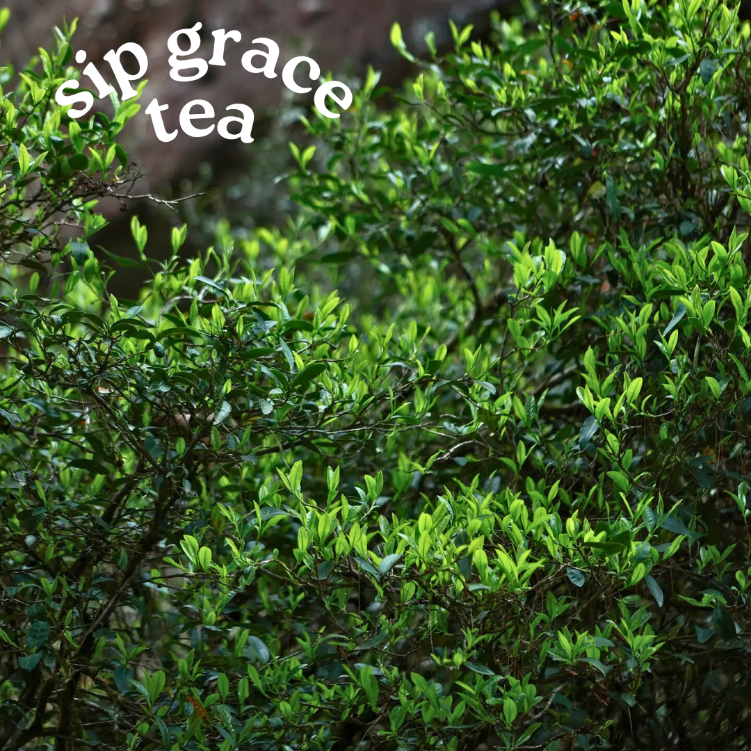 Da Hong Pao(Oolong Tea)