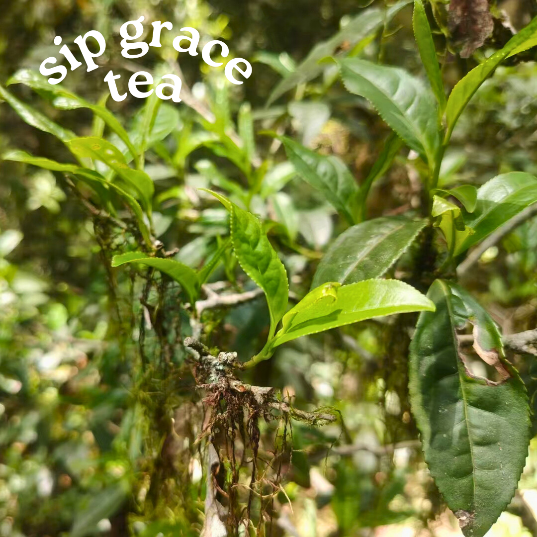 Lapsang Souchong(Black Tea)