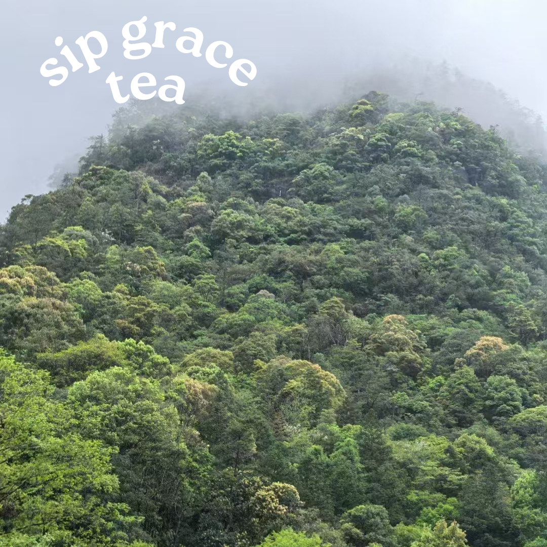 Lapsang Souchong(Black Tea)