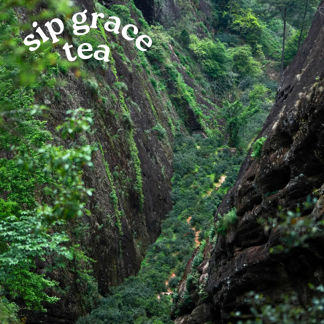 Da Hong Pao（Oolong Tea）