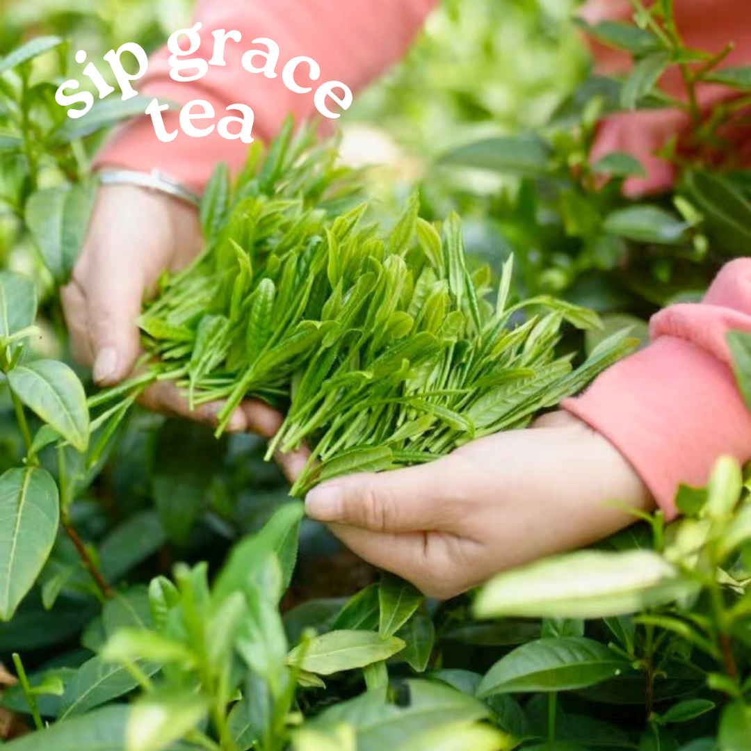 Alpine Longjing Green Tea