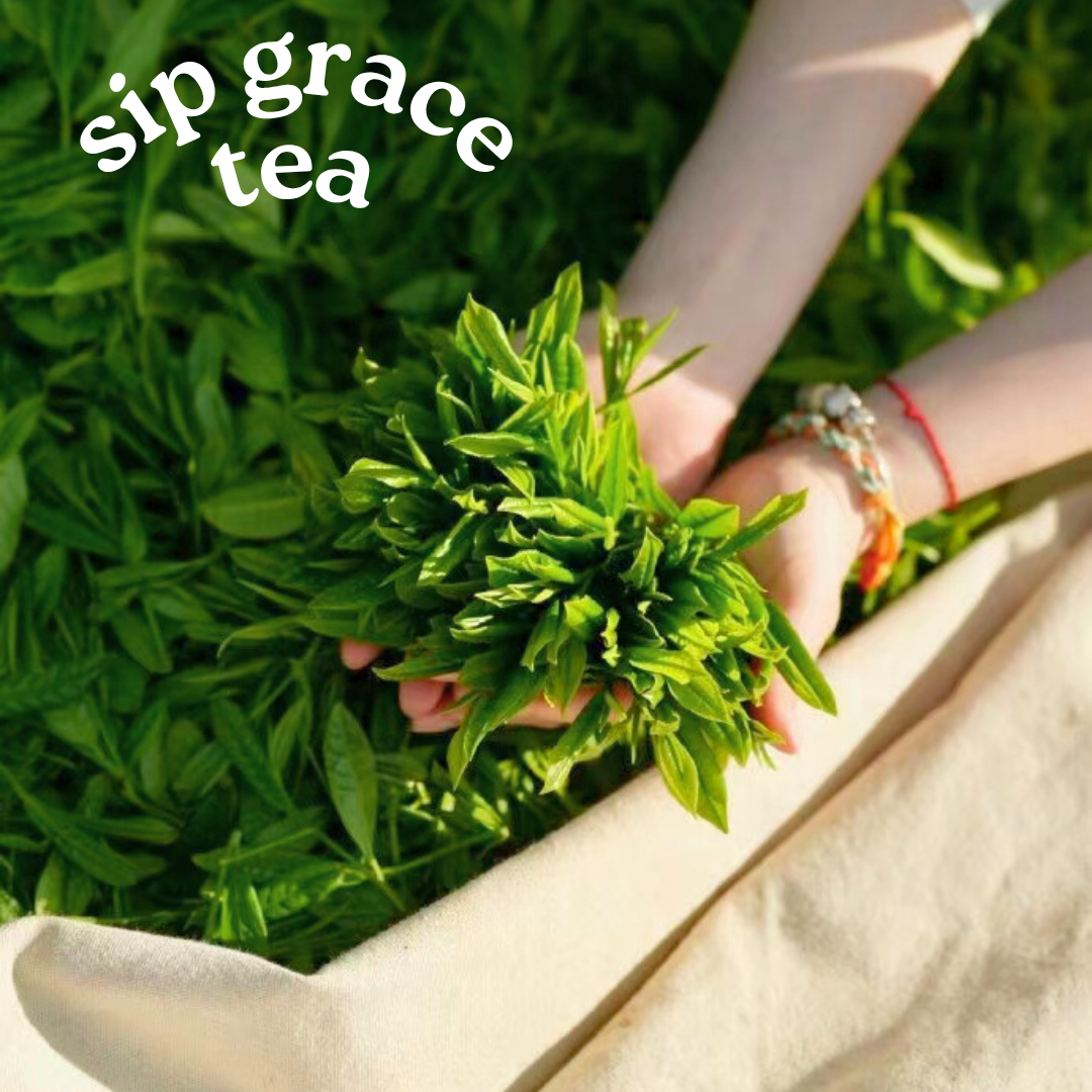 Alpine Longjing Green Tea