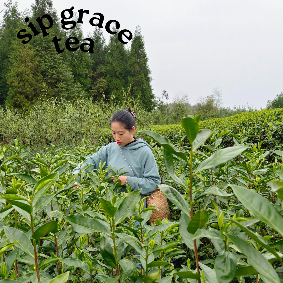 Fuding White Tea