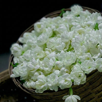 Imperial Jasmine Tea